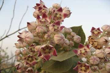 مختصری در خصوص وضعیت جغرافیائی شهرستان دشت آزادگان