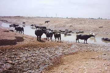 پرورش گاوميش در استان خوزستان