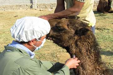 خونگيري از شتر