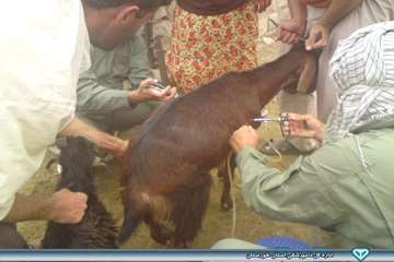 واکسیناسیون توام آبله و بروسلوز - دامپزشکی هفتگل