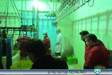 بازدید از کشتارگاه بلدرچین