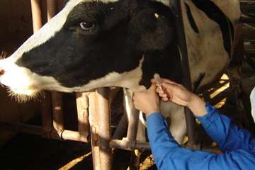 عمليات خونگيري دام ها در شهرستان اهواز