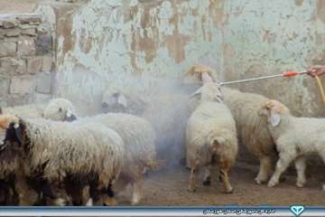 عملیات سم پاشی در روستاهای کندک و نفت سفید شهرستان هفتگل