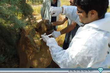 نمونه گیری از شتر - دامپزشکی امیدیه