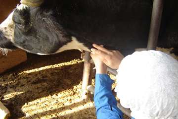 عمليات خونگيري دام ها در شهرستان اهواز