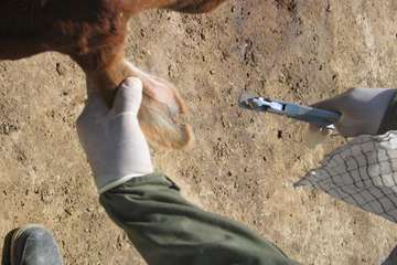 واكسيناسيون دام ها بر عليه بيماري بروسلوز در شهرستان رامهرمز