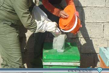 عملیات مبارزه با واروار - دامپزشکی امیدیه