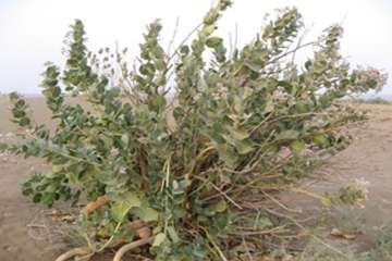 مختصری در خصوص وضعیت جغرافیائی شهرستان دشت آزادگان