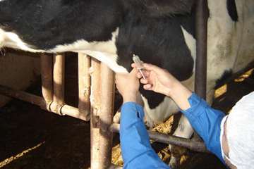 عمليات خونگيري دام ها در شهرستان اهواز