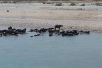 پرورش گاوميش در استان خوزستان