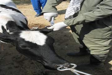 واكسيناسيون دام ها بر عليه بيماري بروسلوز در شهرستان رامهرمز