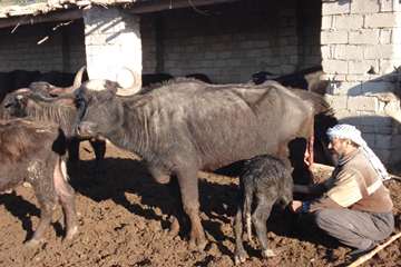 پرورش گاوميش در استان خوزستان