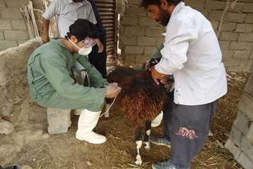 ضدعفونی خودروی حمل نهاده دامی 3