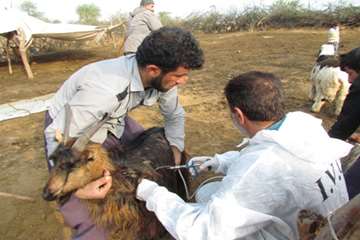 واکسیناسیون تب برفکی