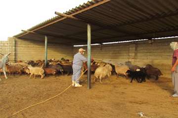 سمپاشی دام 1