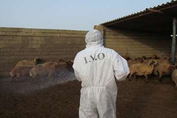 سمپاشی دام و اماکن دامی