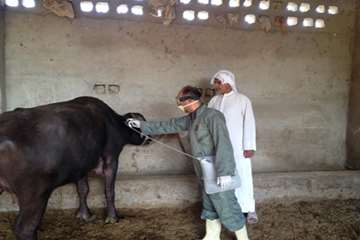 واکسیناسیون گاومیش