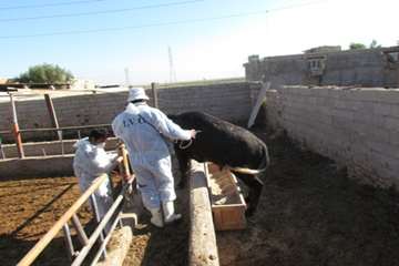 واکسیناسیون دام1