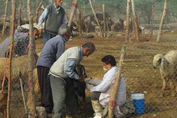 واکسیناسیون دام4