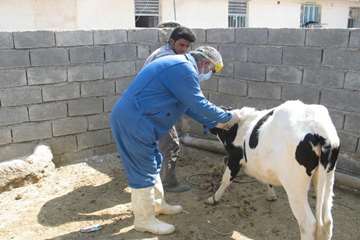 واکسیناسیون بروسلوز