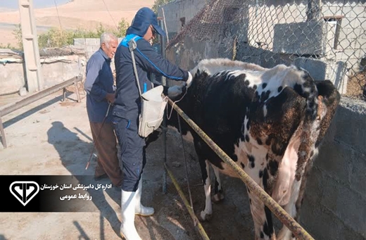 پوشش بیش از 7 هزار رأس دام علیه سویه جدید تب برفکی در شهرستان باغملک