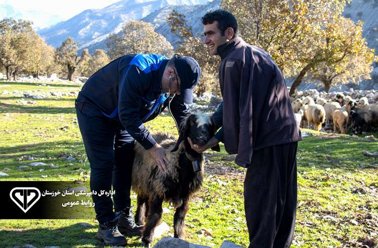 انجام بیش از 46 هزار مورد پایش و مراقبت بیماری‌های دامی در سطح استان خوزستان 
