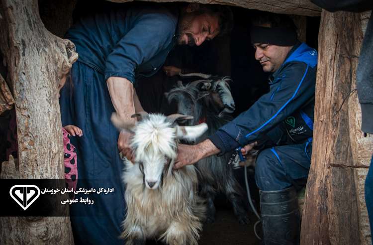 پوشش بهداشتی بیش از 2 میلیون رأس دام در خوزستان همزمان با دهه فجر