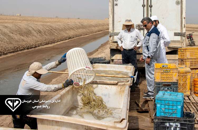 تضمین حلیت و سلامت آبزیان با هم‌افزایی ناظران شرعی و کارشناسان دامپزشکی در خوزستان