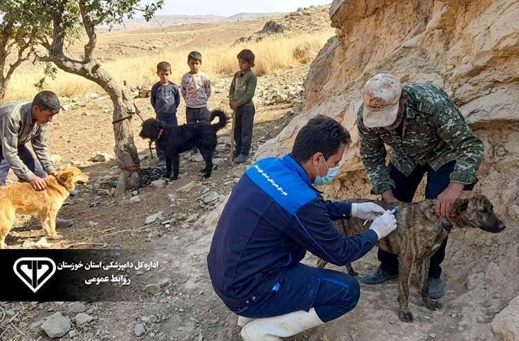 تلاش برای کاهش هاری در خوزستان با وجود خطرات شغلی؛ واکسیناسیون بیش از9600 قلاده سگ گله