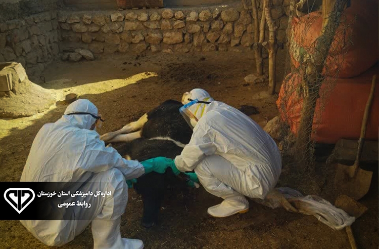 معدوم سازی یک راس گاو مبتلا به بیماری هاری در شهرستان دزپارت