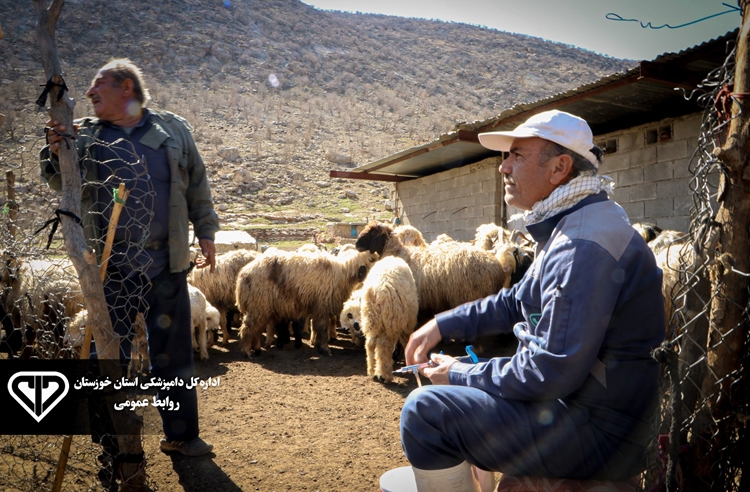 آغاز ایمن سازی دام های شهرستان کارون بر علیه بیماری های آبله و طاعون نشخوار کنندگان کوچک