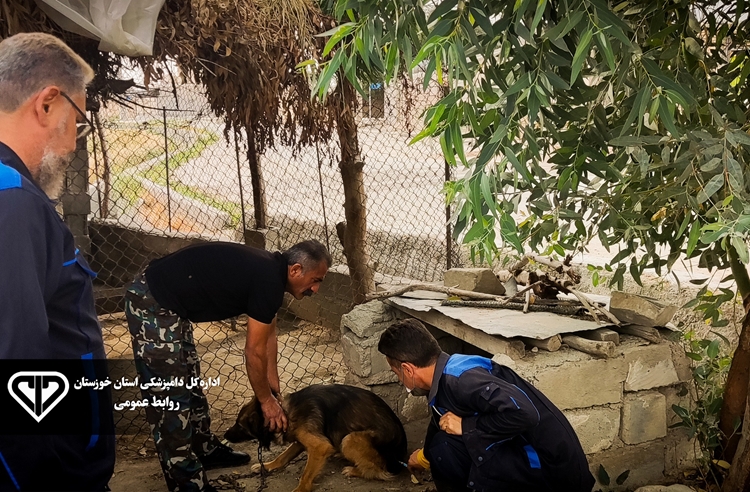واکسیناسیون رایگان 400 قلاده سگ صاحبدار روستایی بر علیه بیماری هاری در شهرستان لالی