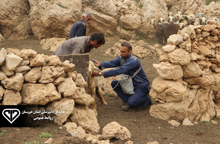 آغاز فاز دوم واکسیناسیون سراسری علیه بیماری تب برفکی در دام های سبک و سنگین شهرستان شادگان
