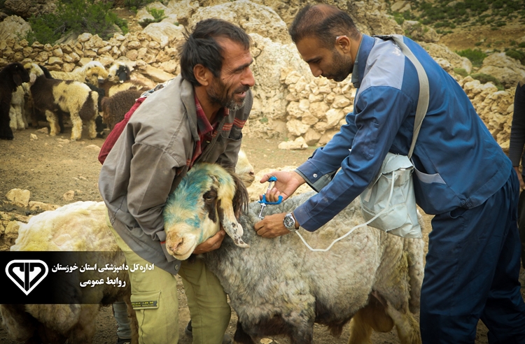 اتمام طرح واکسیناسیون دام سبک علیه بیماری طاعون نشخوارکنندگان کوچک و آبله در شهرستان کارون