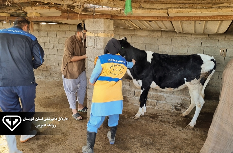 اتمام عملیات بیماری یابی بیماری سل در بیش از یک هزار راس دام سنگین شهرستان کارون