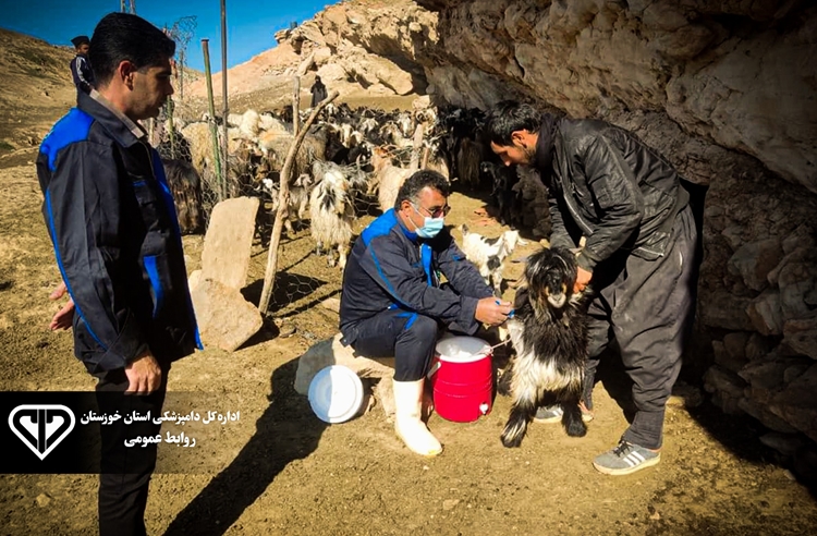 واکسیناسیون 72  هزار راس دام سبک بر علیه بیماری طاعون نشخوار کنندگان در شهرستان های امیدیه و آغاجاری