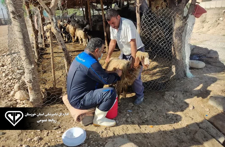 انجام واکسیناسیون 70 واحد اپیدمیولوژیک بر علیه تب برفکی در شهرستان های امیدیه و آغاجاری
