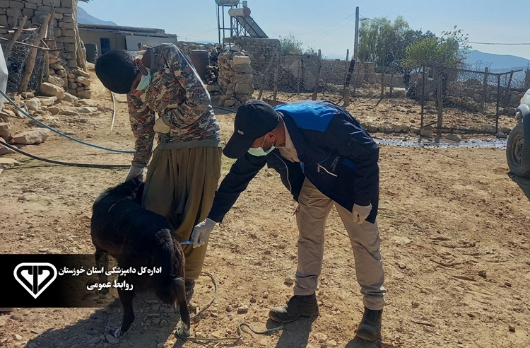 ایمن سازی بیش از 2 هزار قلاده سگ گله بر علیه بیماری هاری در اندیکا