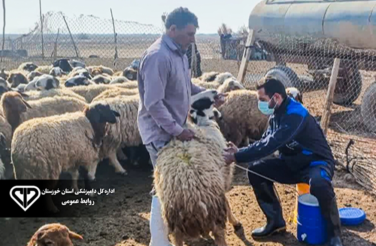 اتمام واکسیناسیون طاعون نشخوارکنندگان کوچک در جمعیت دام سبک شهرستان هویزه