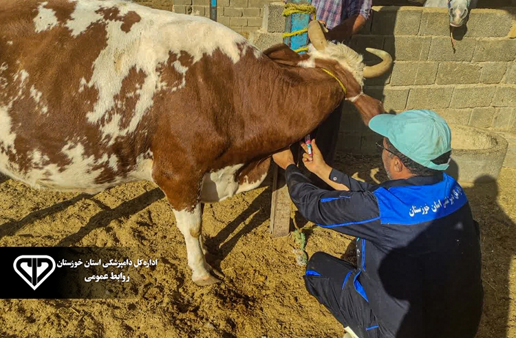 مقابله با تب مالت در ایذه؛ شناسایی و حذف گاوهای مبتلا به بروسلوز از چرخه تولید