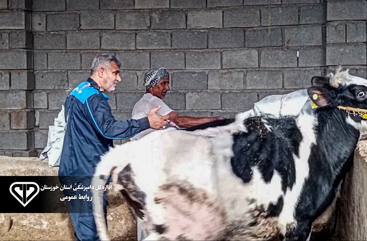 ایمن‌سازی دام‌های سنگین خرمشهر در برابر تب برفکی؛ واکسیناسیون بیش از ۳۹۰۰ رأس دام