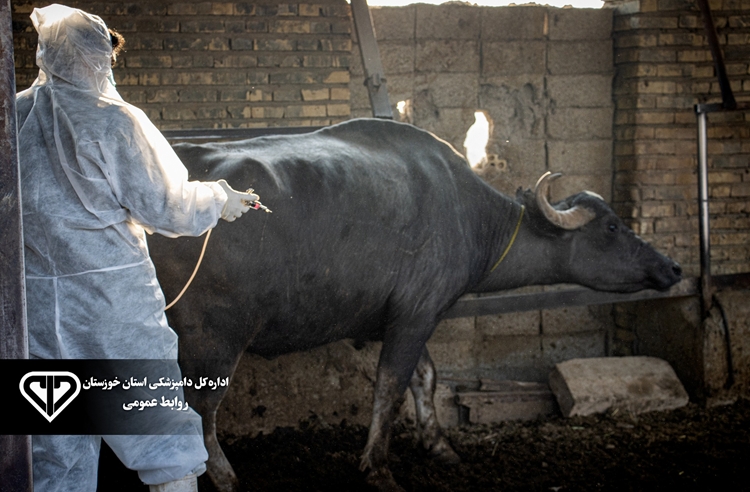 پوشش کامل دام های سنگین شهرستان هفتکل در طرح واکسیناسیون سویه جدید تب برفکی