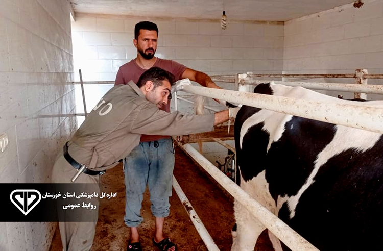 تست بروسلوز بیش از 2400 راس گاو شیری در شهرستان بهبهان