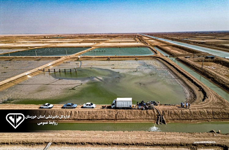 آغاز ذخیره سازی پست لارو میگو وانامی در مزارع پرورش 395 هکتاری هندیجان