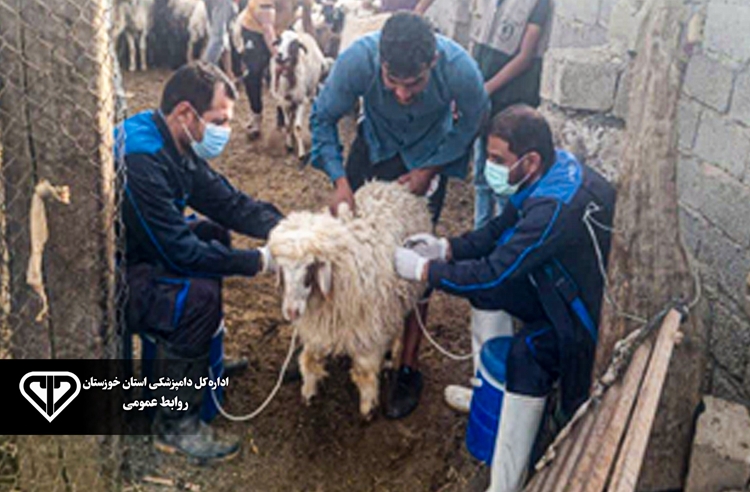 واکسیناسیون بیش از 60 هزار راس دام سبک بر علیه بیماری آبله در شهرستان هویزه