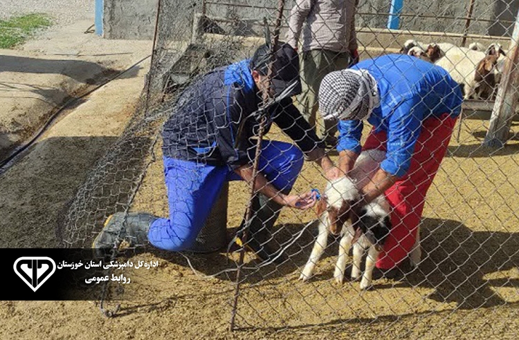 ایمن سازی بیش از 320 هزار راس دام در شهرستان اندیمشک بر علیه بیماری تب برفکی