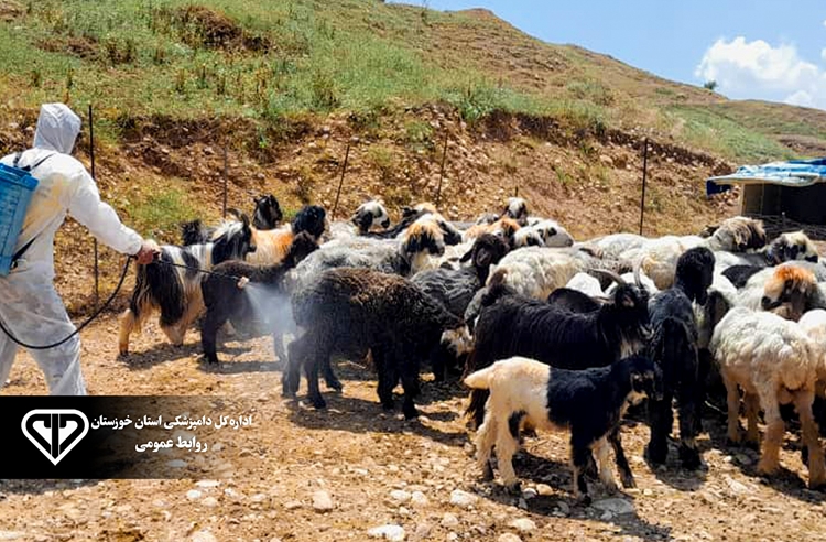آغاز عملیات مبارزه با انگل های خارجی در دام و جایگاه نگهداری دام در شهرستان لالی 