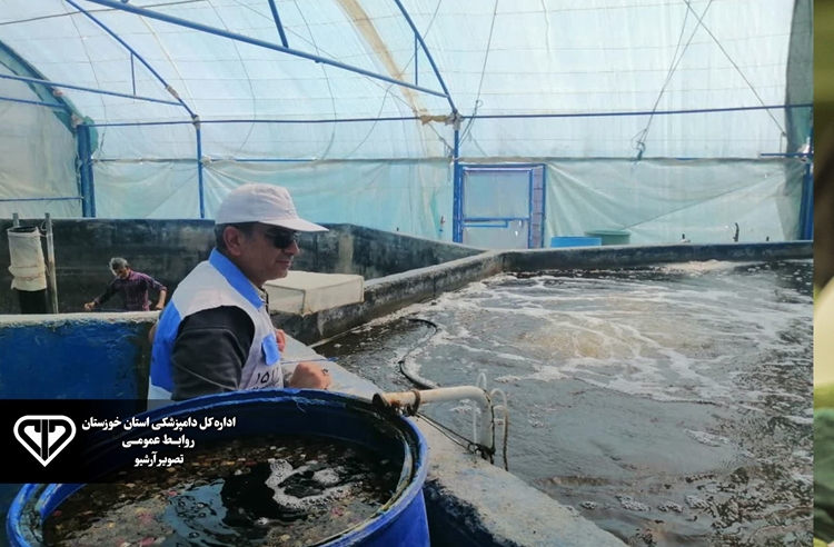 اجرای طرح پایش و مراقبت بیماری های آبزیان در شهرستان گتوند