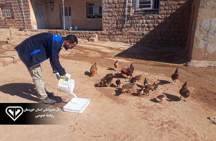 اتمام طرح ملی واکسیناسیون رایگان طیور در اندیکا؛ ۳۹ هزار قطعه علیه نیوکاسل ایمن شدند 