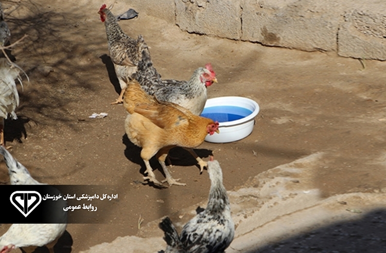 پوشش بیش از ۲۳ هزار قطعه طیور بومی خرمشهر در فاز دوازدهم واکسیناسیون نیوکاسل 